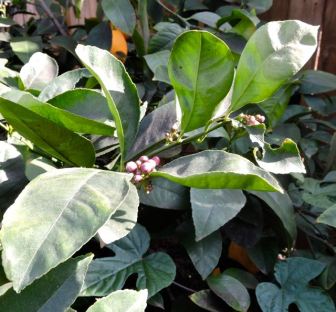 garden meyer lemon buds with lemons still on the bush 2 20 20 - 1