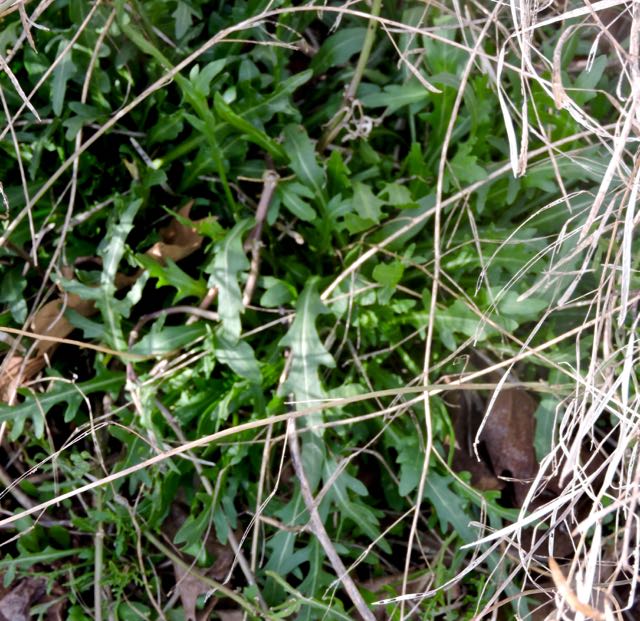 garden new arugula arising amid the old 2 20 20 - 1