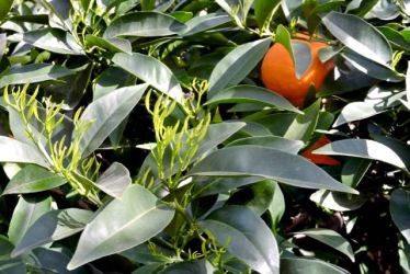 garden new shoots on orange tree with fruit still on tree 2 20 20 - 1