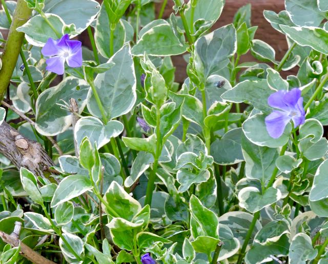 garden periwinkle in bloom 2 20 20 - 1