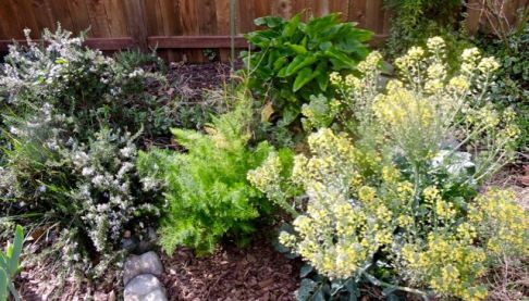 garden rosemary fennel calla lily broccoli in bloom 2 20 20 - 1