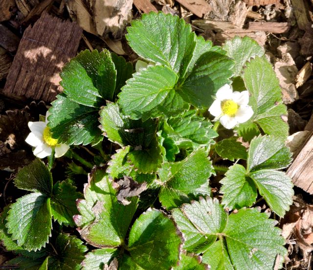 garden strawberry flowers 2 20 20 - 1