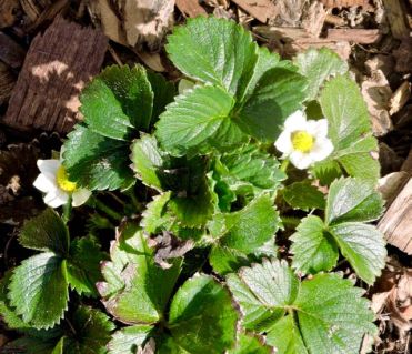 garden strawberry flowers 2 20 20 - 1