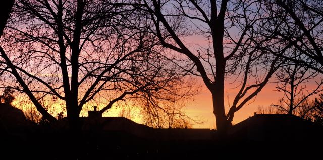 garden sunset over back fence feb 20 - 1