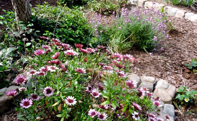 garden african daisies erysimum strawberries march 3 20 - 1