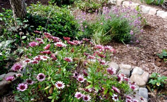 garden african daisies erysimum strawberries march 3 20 - 1