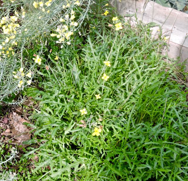 garden arugula new shoots 3 20 - 1