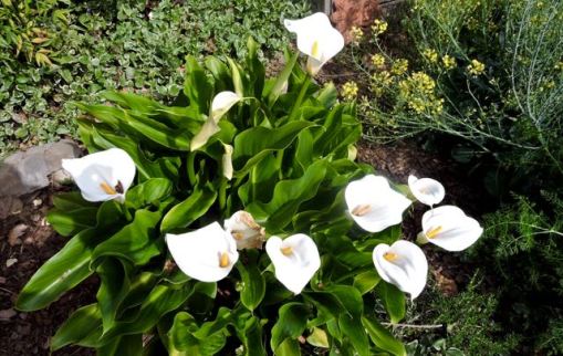 garden back calla lily 3 20 - 1