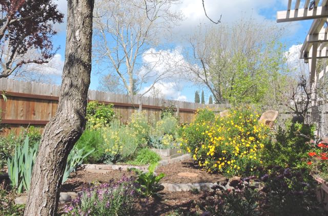 garden back panorama toward north 3 20 - 1
