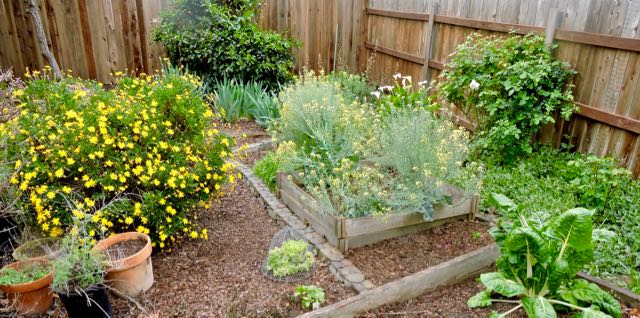 garden back panorama w chard in front 3 20 - 1