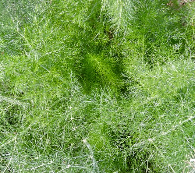 garden fennel 3 20 - 1