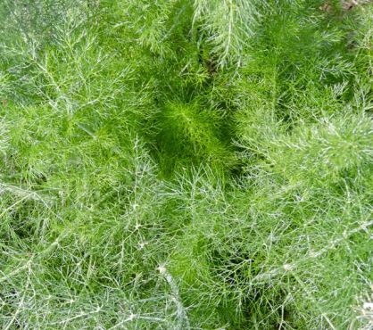garden fennel 3 20 - 1