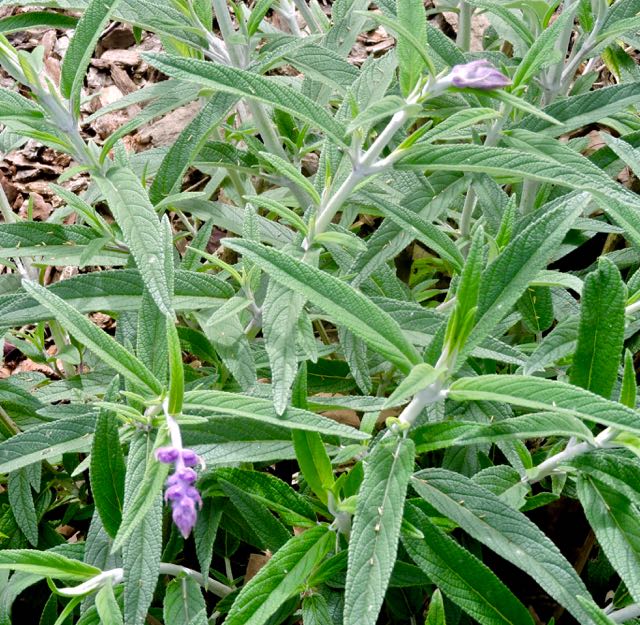 garden first blooms on mexican sage 3 20 - 1