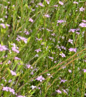 garden front breath of heaven in march 3 20 - 1