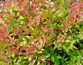 garden front spring agapanthus leaves 3 20 - 1