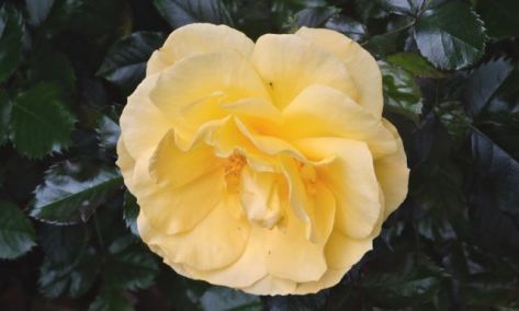 garden front yellow rose in march 3 20 - 1