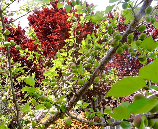 garden front young apricots w cherry plum behind 3 20 - 1