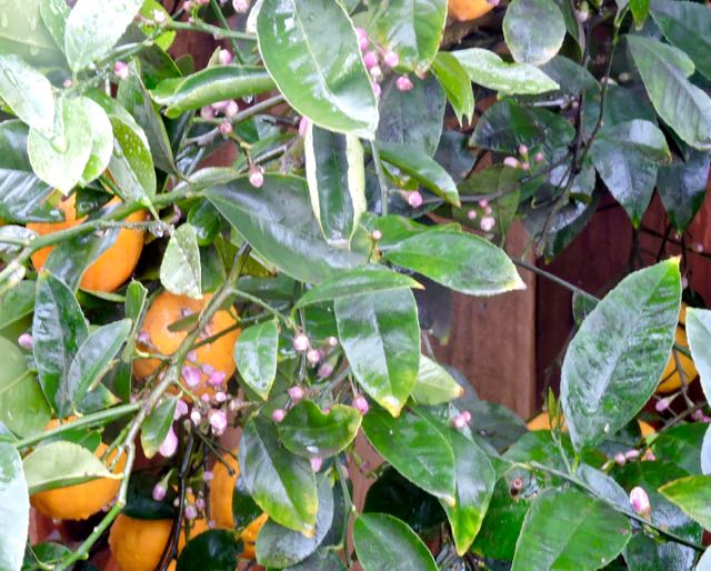 garden meyer lemons and pink new buds in rain 3 20 - 1