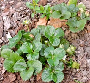 garden new buds flowers fruit on strawberry 3 20 - 1