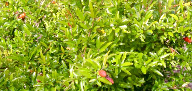 garden new leaves and buds on the dwarf pomegranate 3 20 - 1