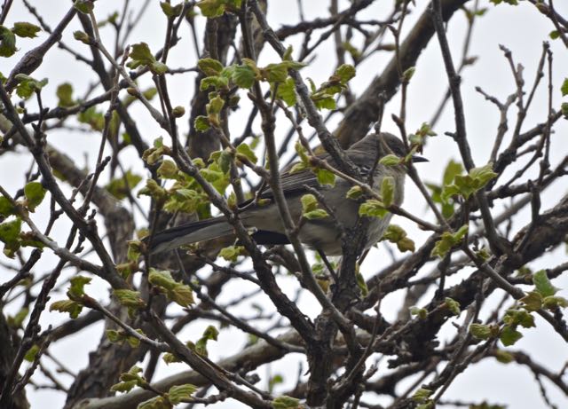 garden northern mockingbird in sycamore new leaves 3 20 - 1