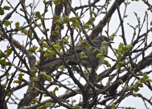 garden northern mockingbird in sycamore new leaves 3 20 - 1