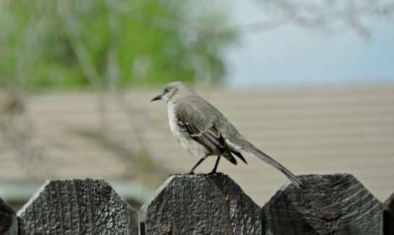 garden northern mockingbird on back fence 3 20 - 1