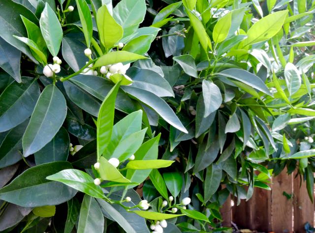 garden orange buds march 3 20 - 1