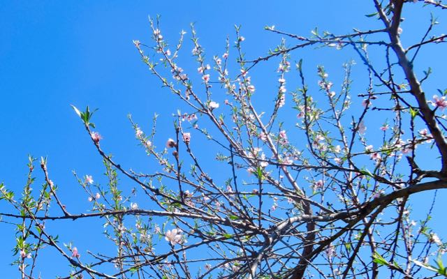 garden peach blossoms and new leaves 3 20 - 1