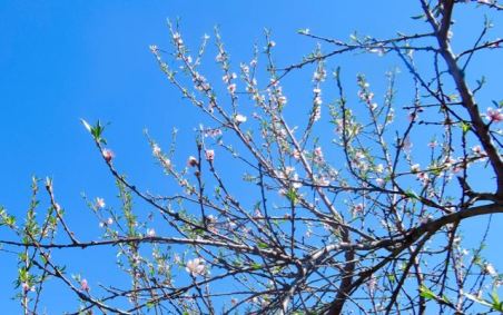 garden peach blossoms and new leaves 3 20 - 1