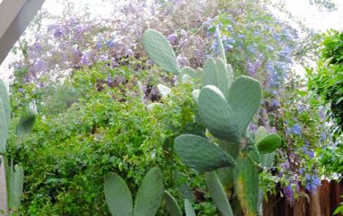 garden roses amid nopales with wisteria and ceonothus in rain 3 20 - 1