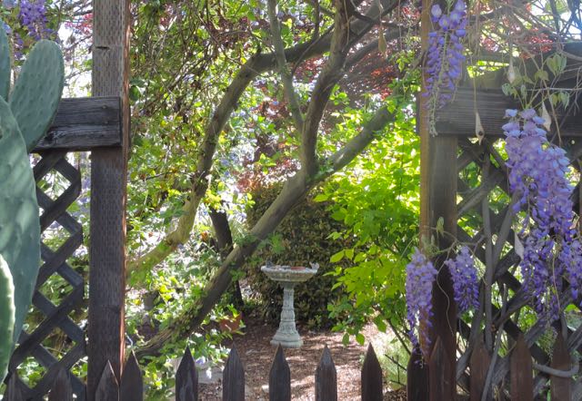 garden side birdbath ceonothus wisteria nopales 3 20 - 1