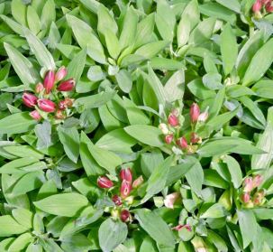 garden side buds on alstromeria 3 20 - 1