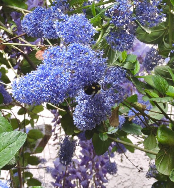 garden side bumblebee on ceonothus march 3 20 - 1