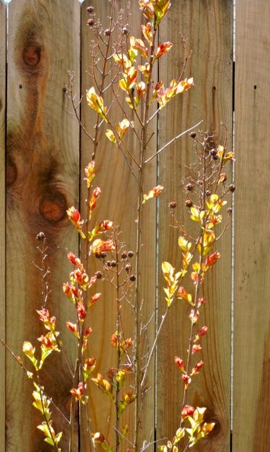 garden side spring leaves and buds crape myrtle 3 20 - 1