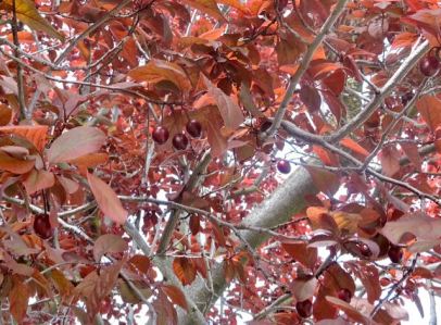 garden tiny hard cherry plums on new leaves 3 20 - 1