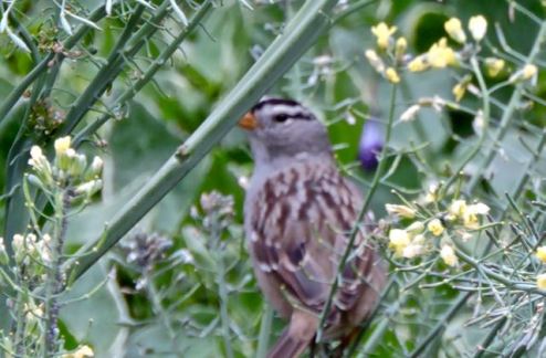 garden white-crowned sparrow in the blooming broccoli 4 3 20 - 1