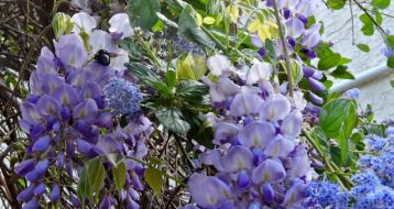 garden wisteria and western licac with carpenteer bee and honeybee 3 20 - 1