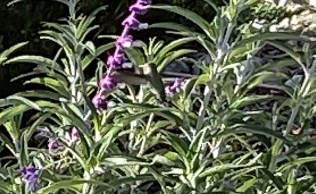 garden annas hummingbird in mexican sage 4 22 20 - 1
