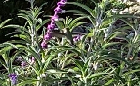 garden annas hummingbird in mexican sage 4 22 20 - 1