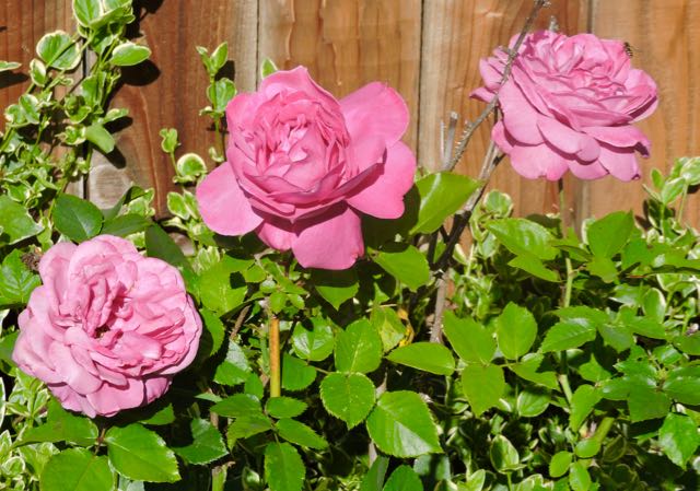 garden back 3 lavender roses 4 18 20 - 1