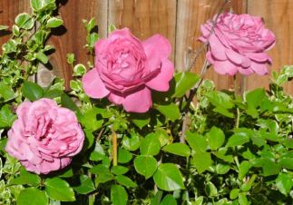 garden back 3 lavender roses 4 18 20 - 1