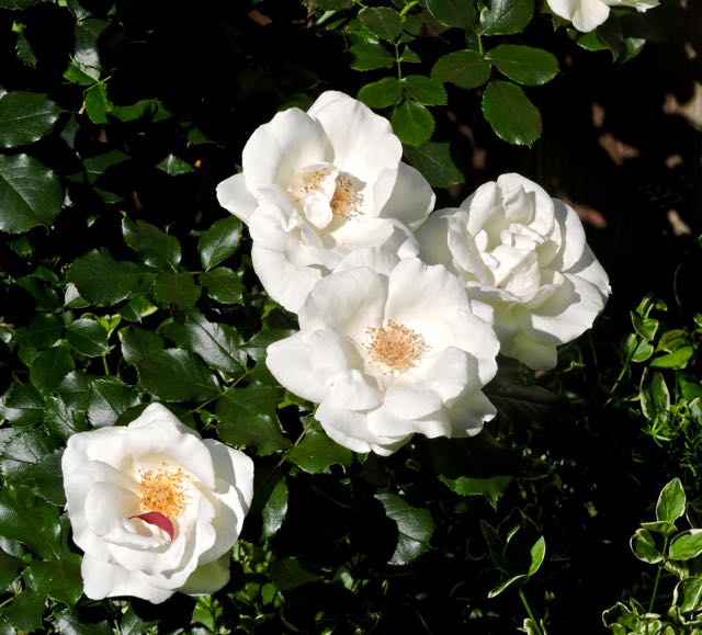 garden back 4 white roses 4 18 20 - 1