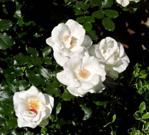 garden back 4 white roses 4 18 20 - 1