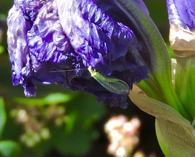 garden back green lacewing on iris 4 21 20 - 1
