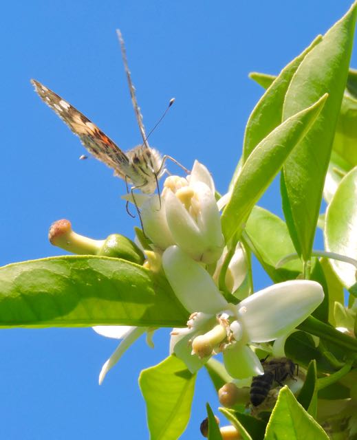 garden back painted lady butterfly and bee in orange blossoms 3 4 13 20 - 1 (1)