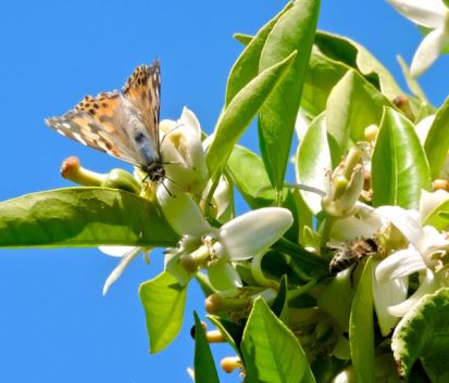 garden back painted lady butterfly and bee in orange blossoms 4 13 20 - 1