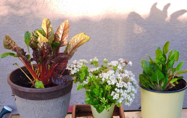 garden back purple chard white kalanchoe chard 4 13 20 - 1