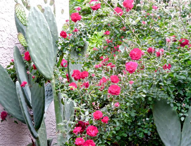 garden back red roses amid nopales 4 20 20 - 1