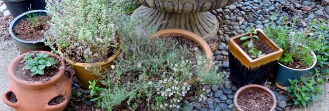 garden chives strawberry marjoram thyme savory mint 4 17 20 - 1